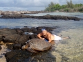 Hilo Hawaii  sea turtle.