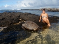 Hilo Hawaii  sea turtle.